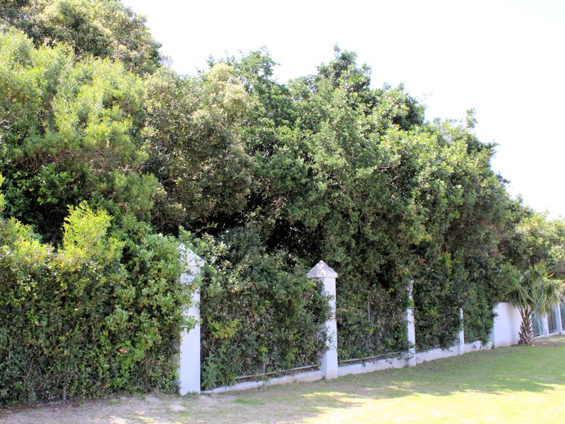 A well-maintained residential garden boundary featuring mature trees, dense hedging, and a solid masonry fence with concrete pillars.