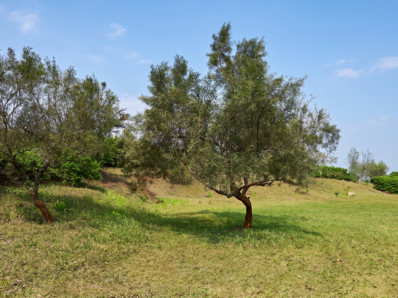 A view of a well-maintained grassy plot featuring mature trees and natural landscaping, suitable for residential development.