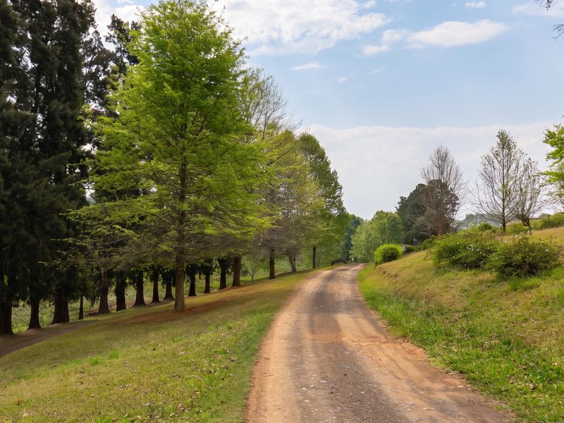 A scenic view of a dirt access road winding through a lush, tree-lined residential plot.
