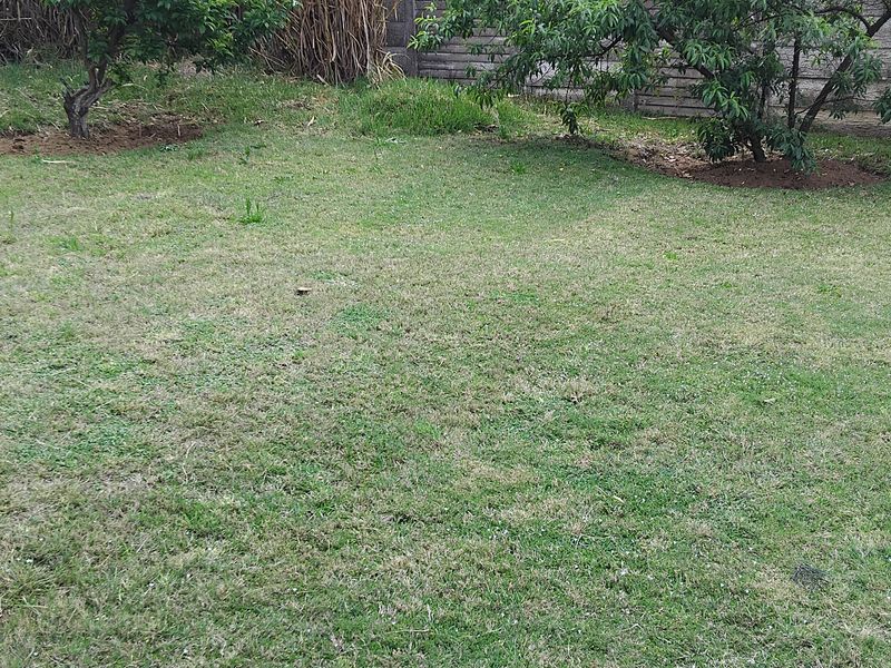 A view of the backyard garden featuring a lawn area enclosed by a precast concrete boundary wall and established trees.