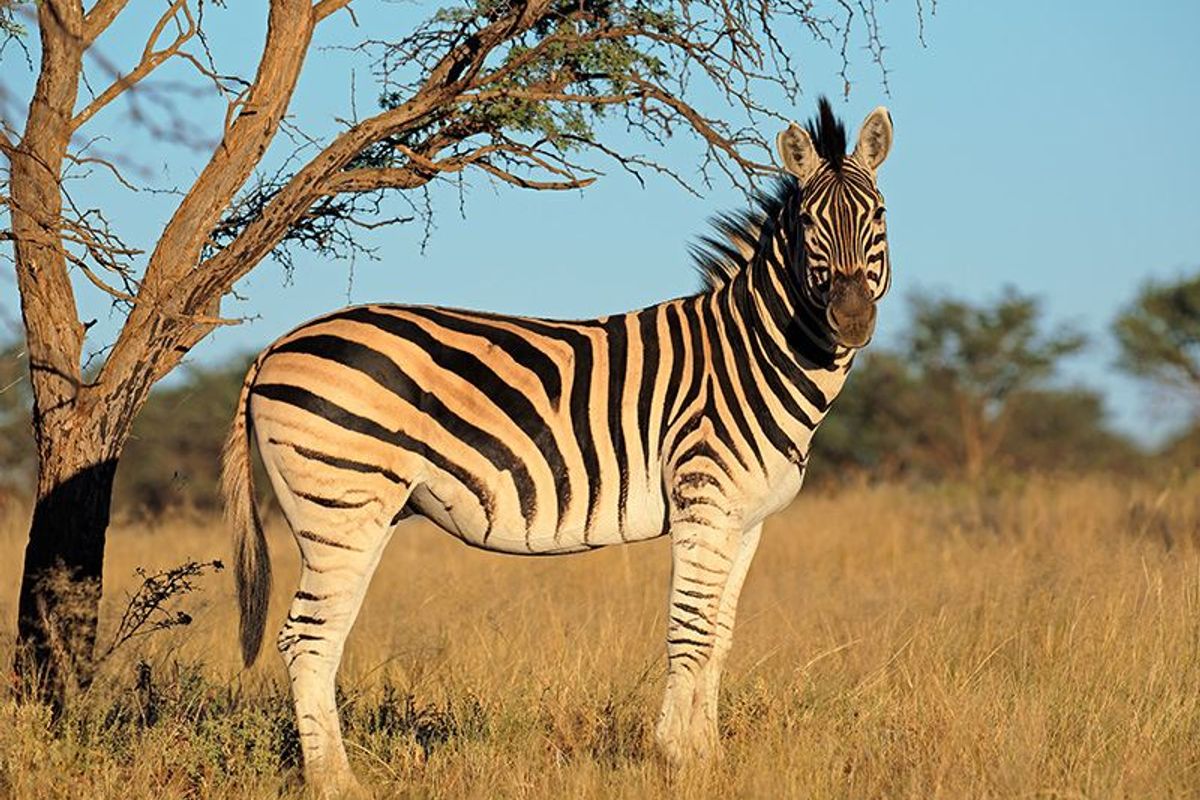 A photograph of a zebra in a natural outdoor setting, which does not depict any real estate property features.