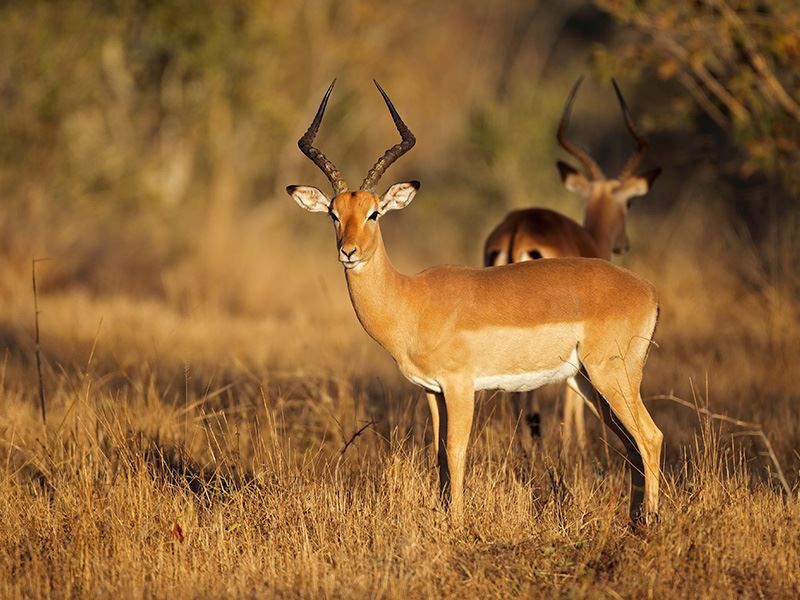A photograph of wildlife in a natural outdoor setting, which does not depict any part of the property or its infrastructure.