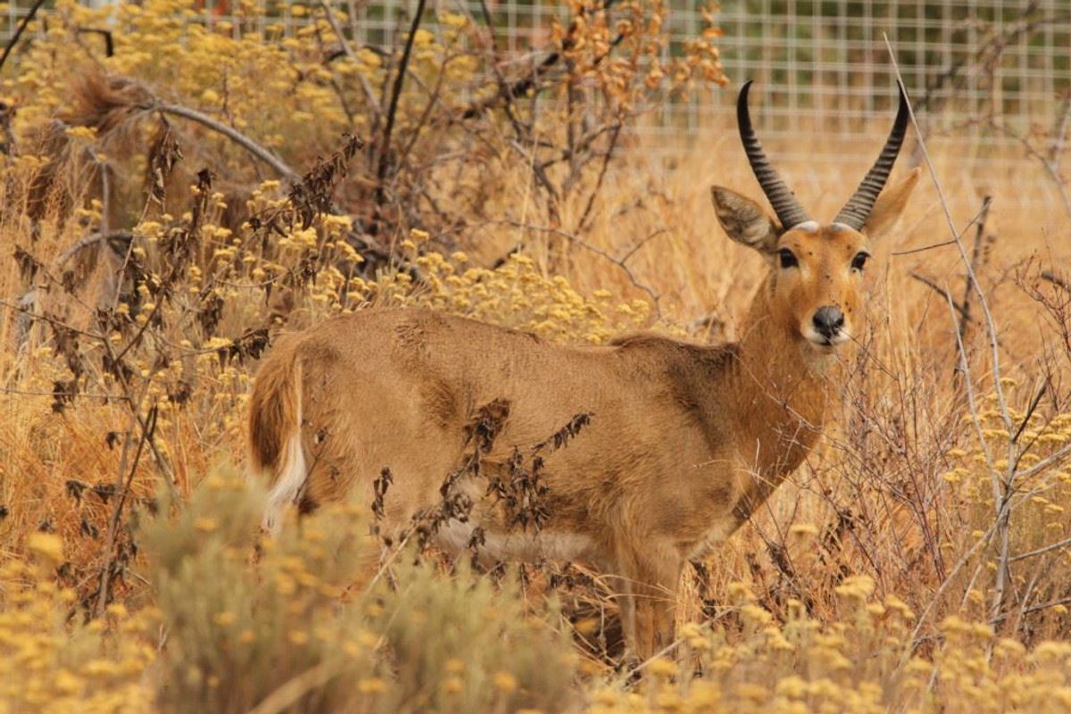 A photograph of a wild antelope in a natural outdoor setting.