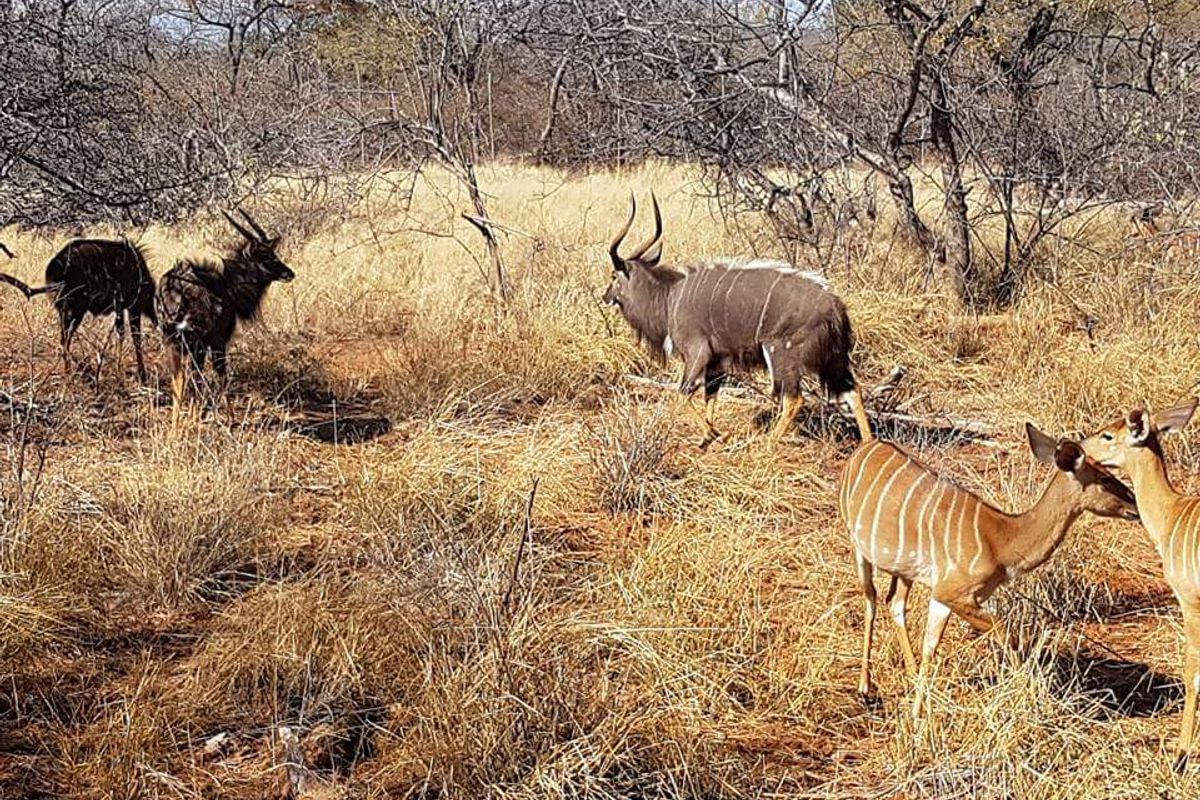 A view of the natural landscape on the vacant residential property, featuring dry bushveld vegetation and local wildlife.