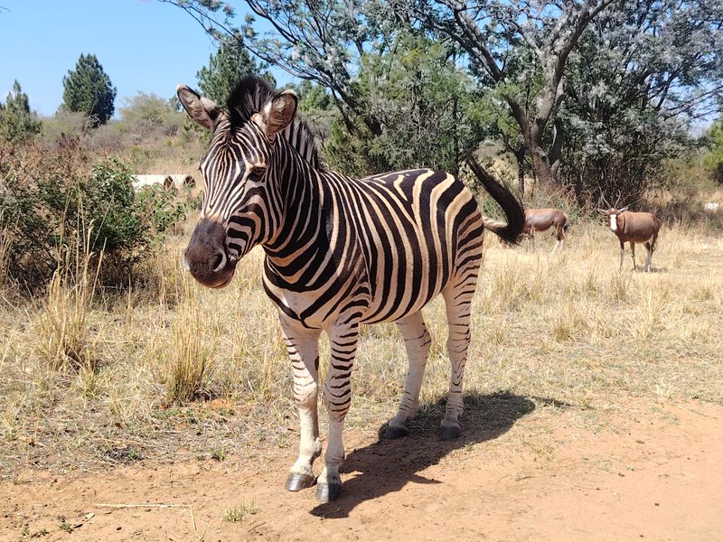 A photograph of wildlife in a natural outdoor setting, not depicting any residential property features or infrastructure.