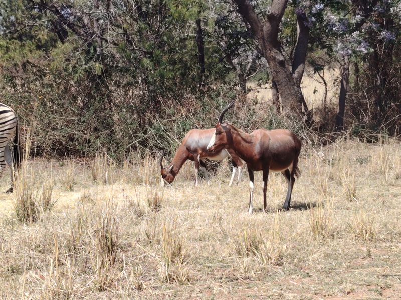 A view of wildlife in a natural outdoor setting, not depicting any specific property infrastructure or architectural features.