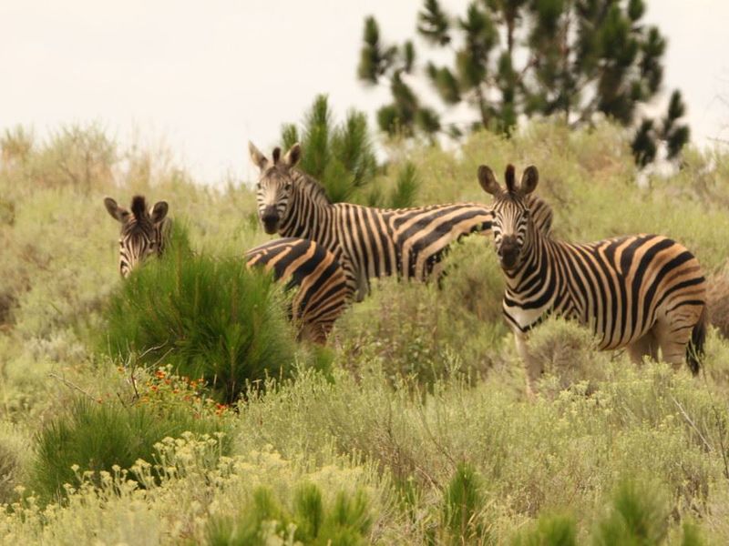 A photograph of zebras in a natural, grassy outdoor environment, not depicting any residential property features.