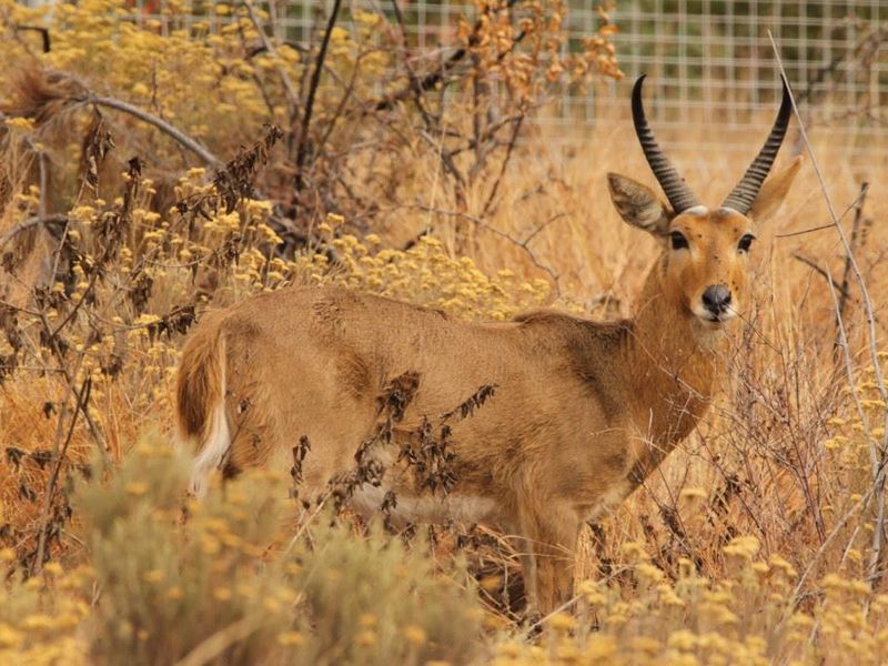 A photograph of a wild antelope in a natural outdoor setting.