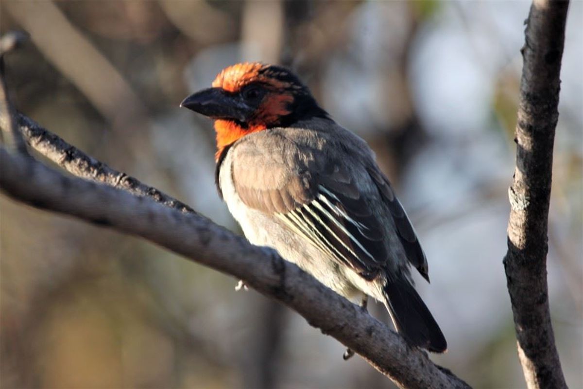 A photograph of a bird perched on a tree branch, which is not relevant to the property's real estate assets.