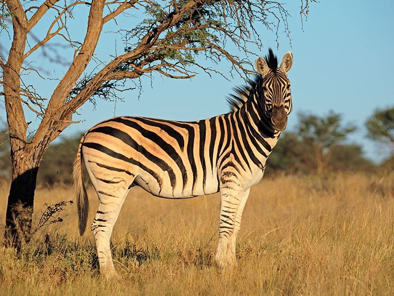 A photograph of a zebra in a natural outdoor setting, which does not depict any real estate property features.