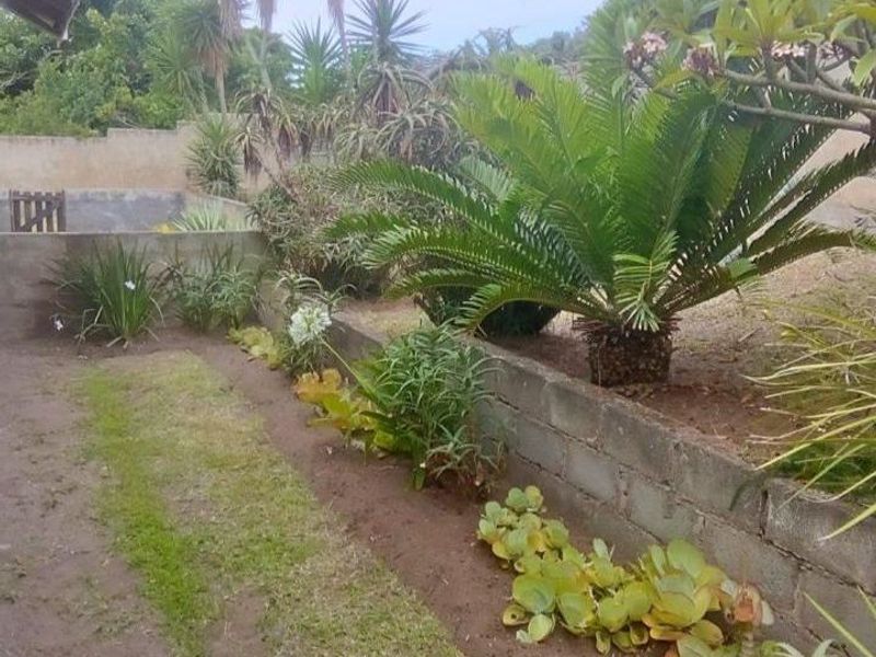 A tiered garden area featuring established cycads and shrubs, supported by unfinished concrete block retaining walls.