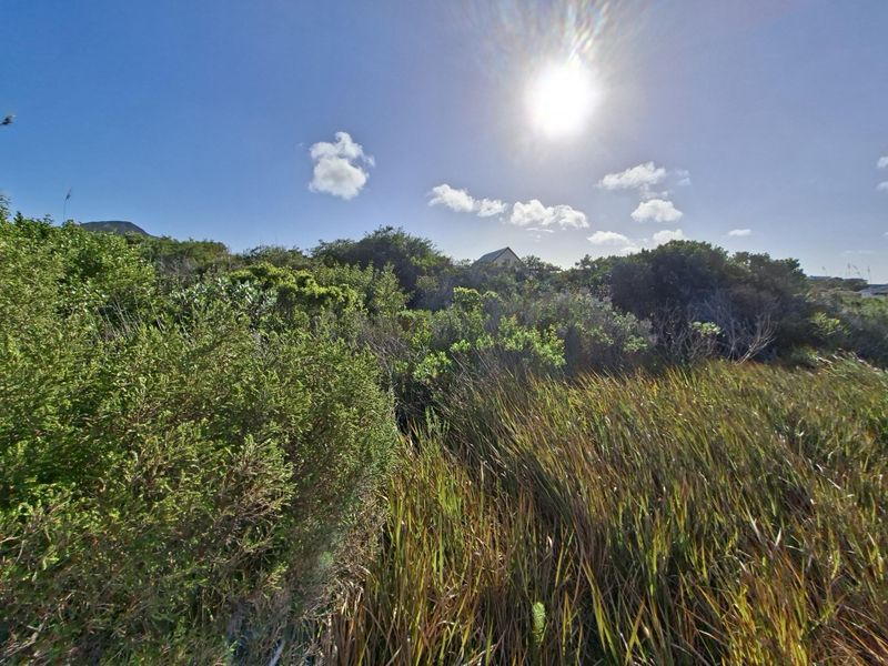 A view of the natural, undeveloped landscape featuring native shrubs and grasses on the residential plot.