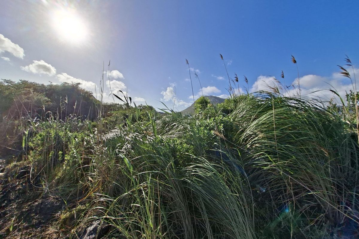 A view of the natural landscape and indigenous vegetation on the vacant residential property.