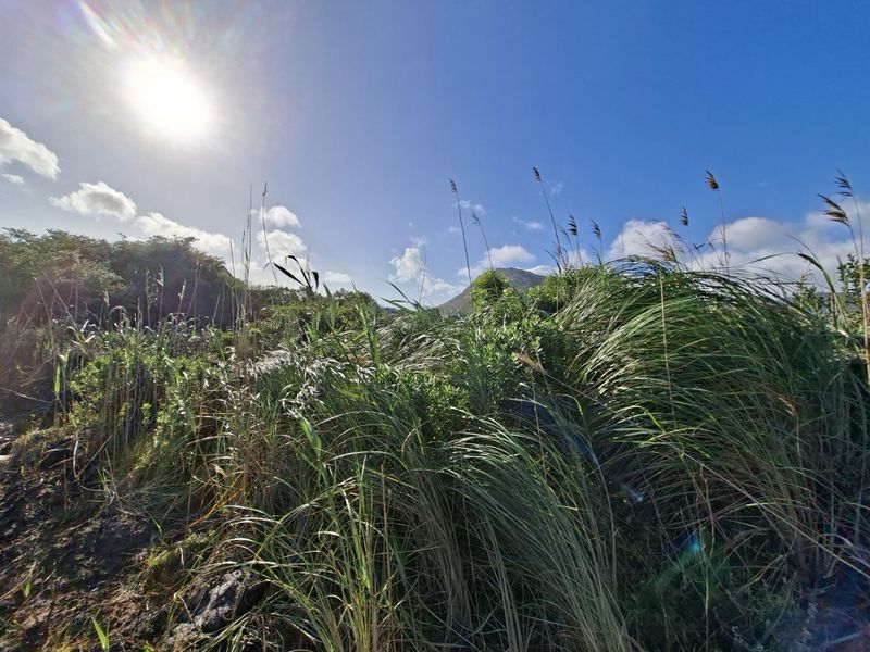 A view of the natural landscape and indigenous vegetation on the vacant residential property.