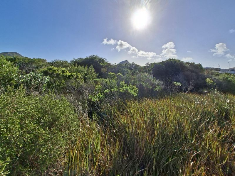 A view of the natural, undeveloped residential land featuring native coastal vegetation and shrubs.