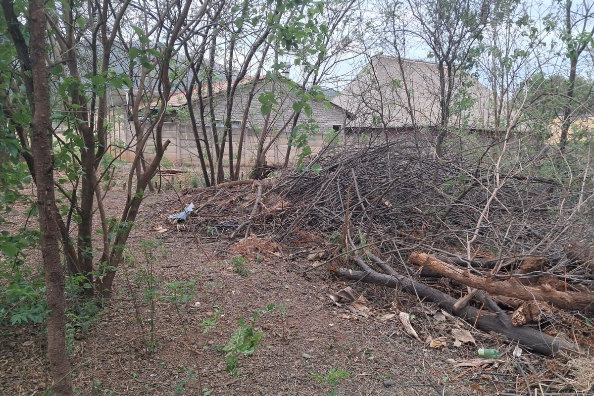 A view of a vacant residential plot featuring overgrown trees, brush, and debris, with a perimeter wall visible in the background.