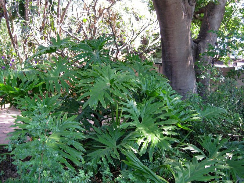 A lush, well-established garden area featuring mature trees and dense tropical foliage, providing a private and natural outdoor setting.