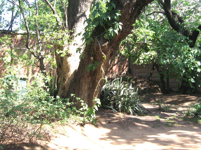 A shaded garden area featuring a large mature tree, established shrubs, and brick and concrete boundary walls.