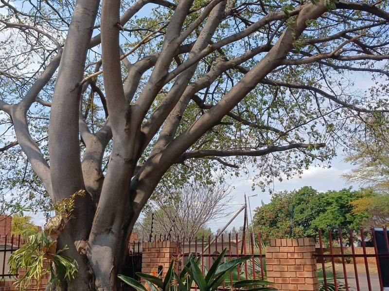 A view of the property garden featuring a large mature tree and a brick boundary wall with security fencing.