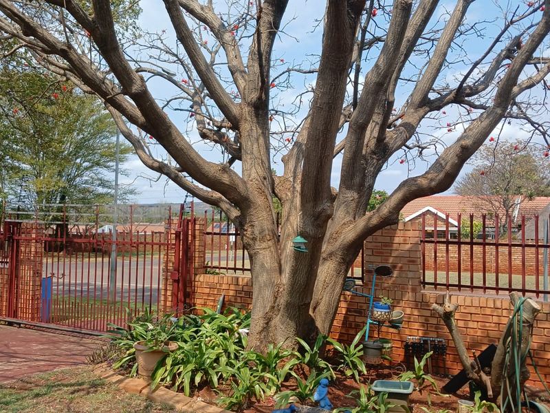 A garden area featuring a large mature tree, brick boundary walling, and metal security fencing.