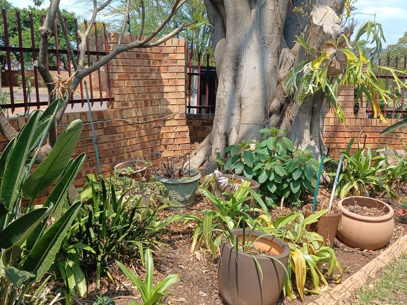A garden area featuring a mature tree, established plantings in pots, and a brick boundary wall with metal security fencing.