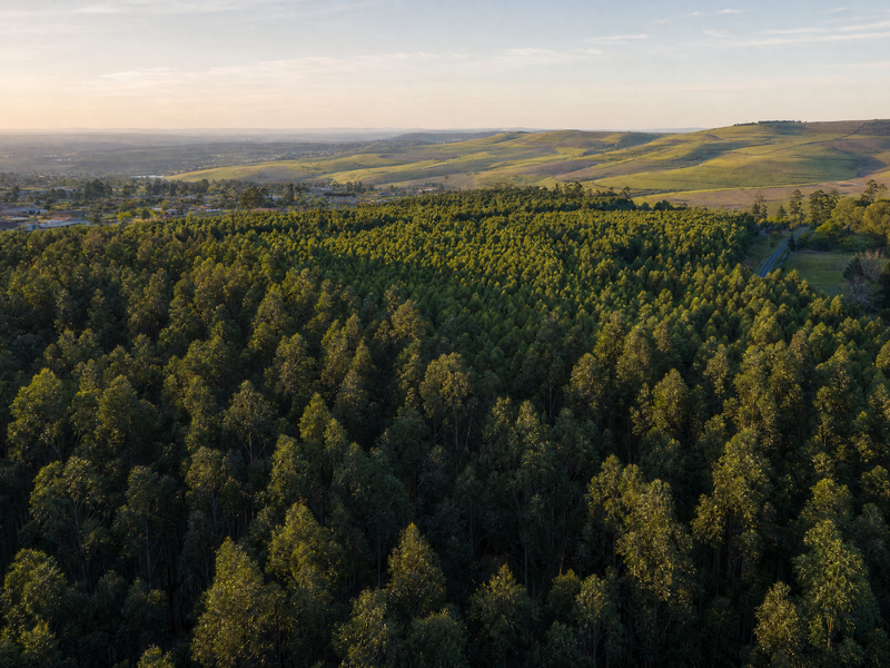 An expansive aerial view of a dense forest landscape with rolling hills and distant horizon under a soft sunset sky.