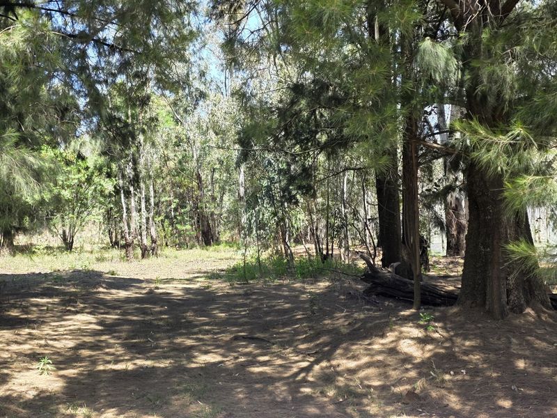 A natural, wooded garden area featuring mature trees and shaded ground cover, offering a peaceful and private outdoor setting.