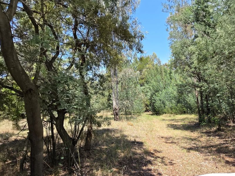 A view of the natural garden area featuring mature trees and established vegetation on the small holding property.