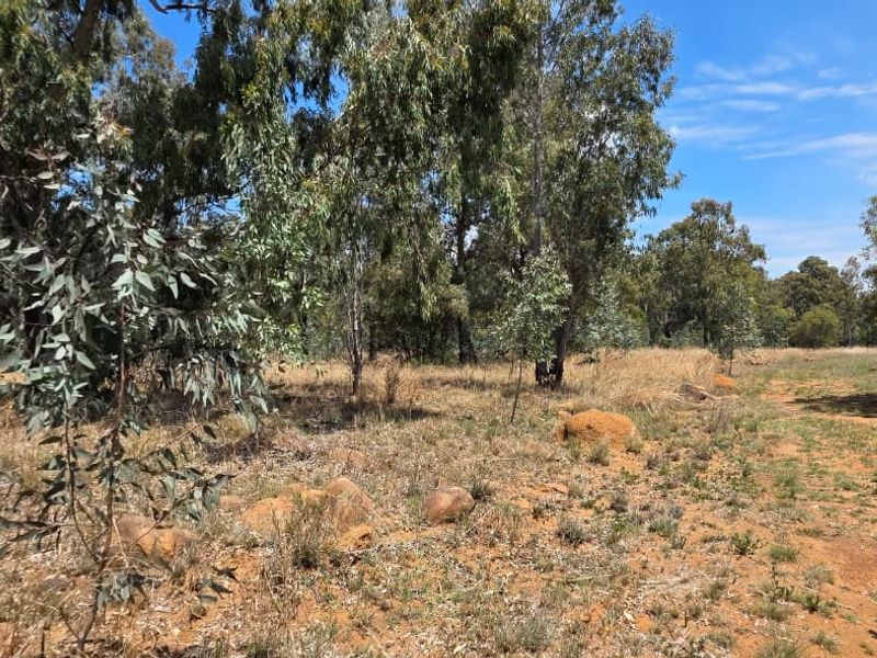 A view of the natural landscape and native trees on the small holding property.