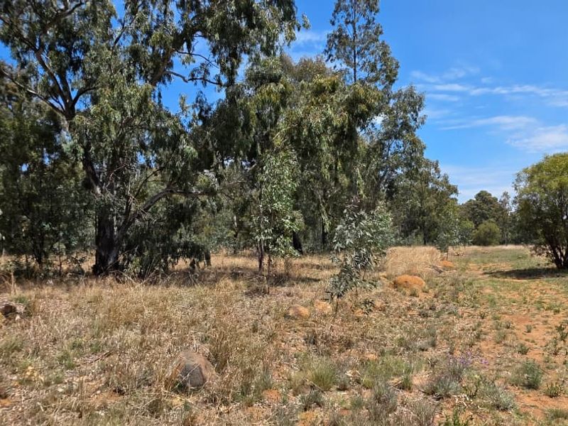 A view of the natural landscape featuring mature eucalyptus trees and open, undeveloped land on the small holding.