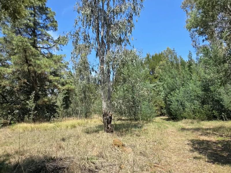 A natural, wooded garden area featuring mature trees and wild grass, offering a serene and private outdoor setting on the small holding.