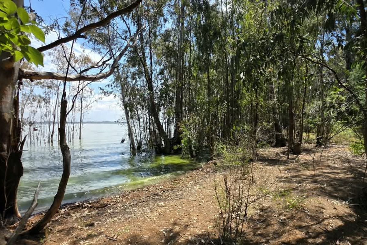 A scenic view of the property's waterfront area, featuring mature trees and direct access to the lake shore.