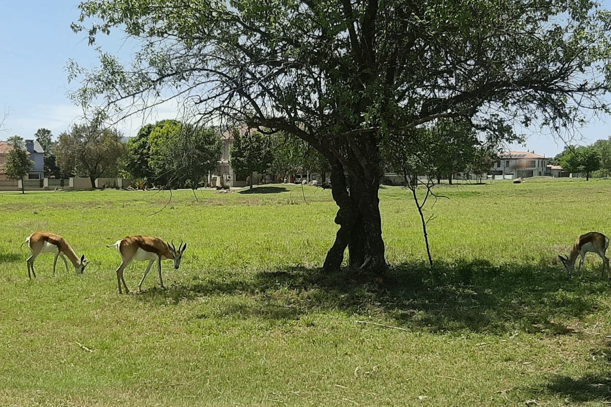 A spacious, well-maintained vacant residential plot featuring mature trees and open grassland, offering a peaceful natural setting.