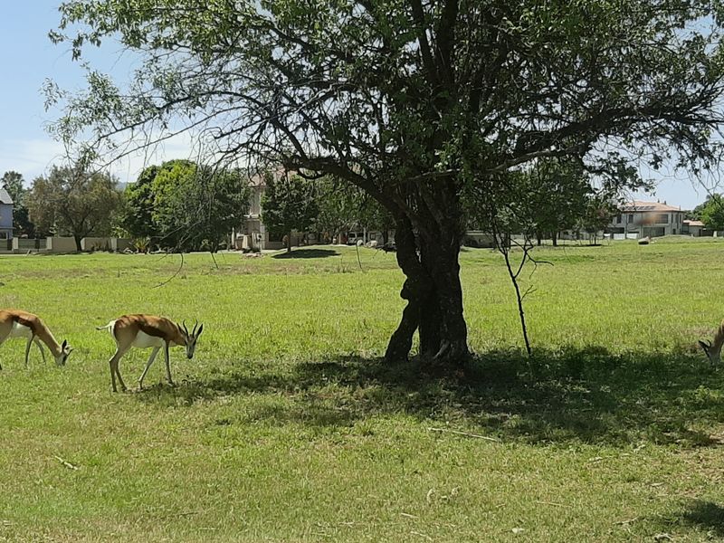 A spacious, well-maintained vacant residential plot featuring mature trees and open grassland, offering a peaceful natural setting.