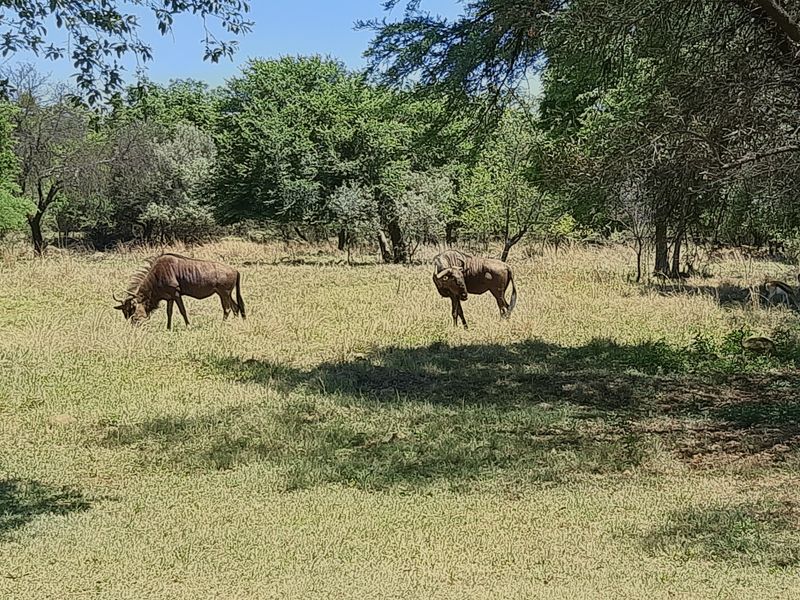 A view of a natural, undeveloped residential plot featuring mature trees and established grassland.