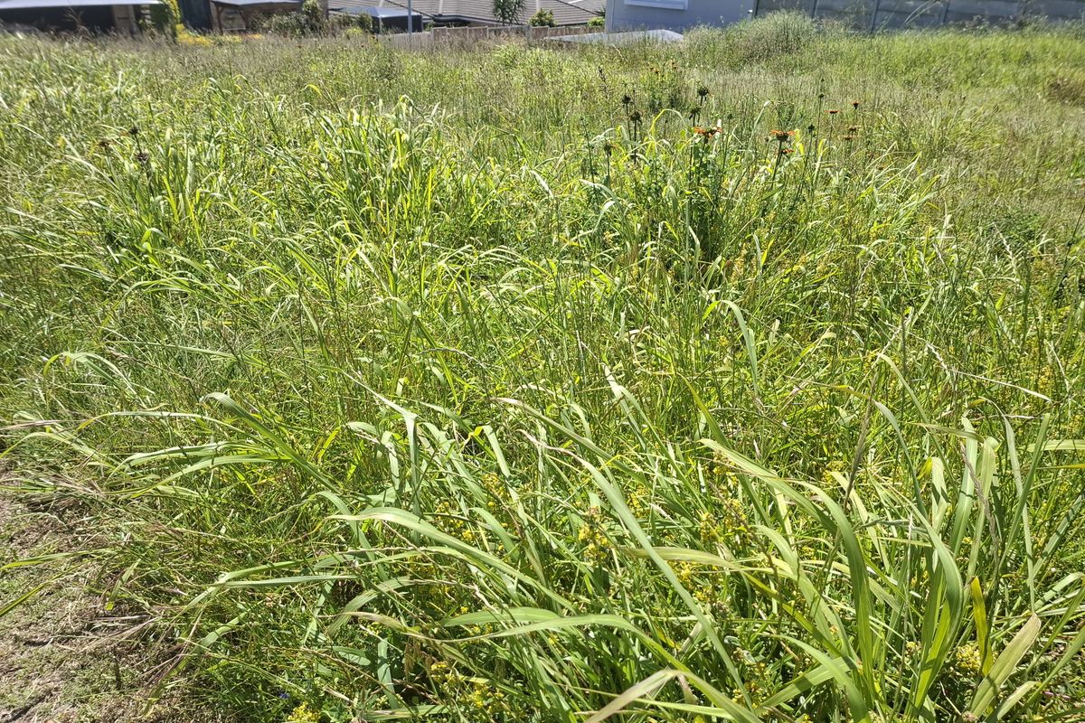 A view of a vacant residential plot featuring overgrown grass and vegetation, bordered by a perimeter wall with neighboring properties visible in the background.