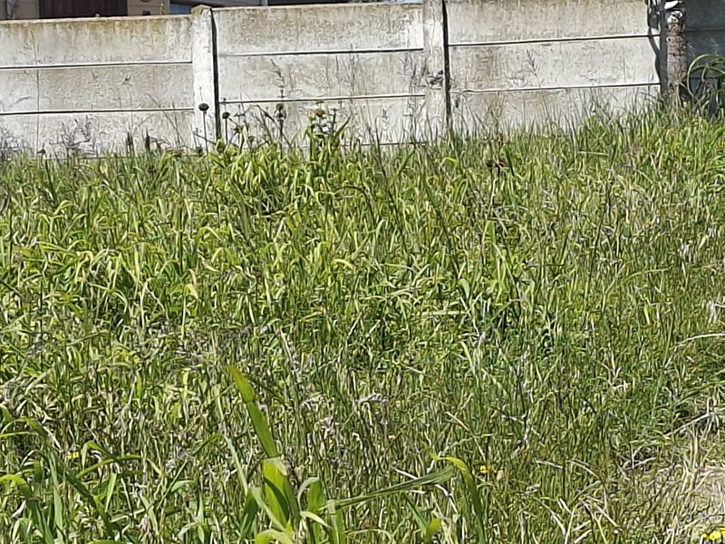 A view of a residential plot featuring overgrown grass and a precast concrete boundary wall.