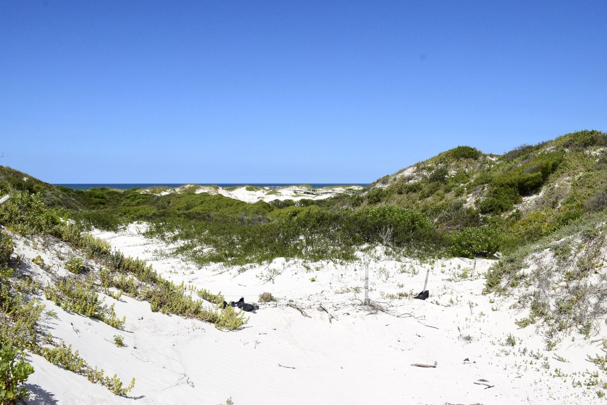 A scenic view of coastal sand dunes and native vegetation leading towards the ocean horizon.