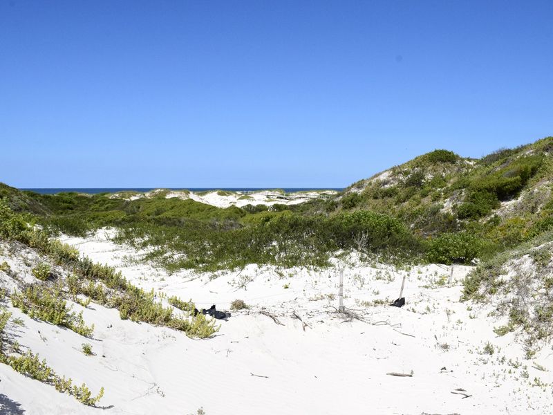 A scenic view of coastal sand dunes and native vegetation leading towards the ocean horizon.