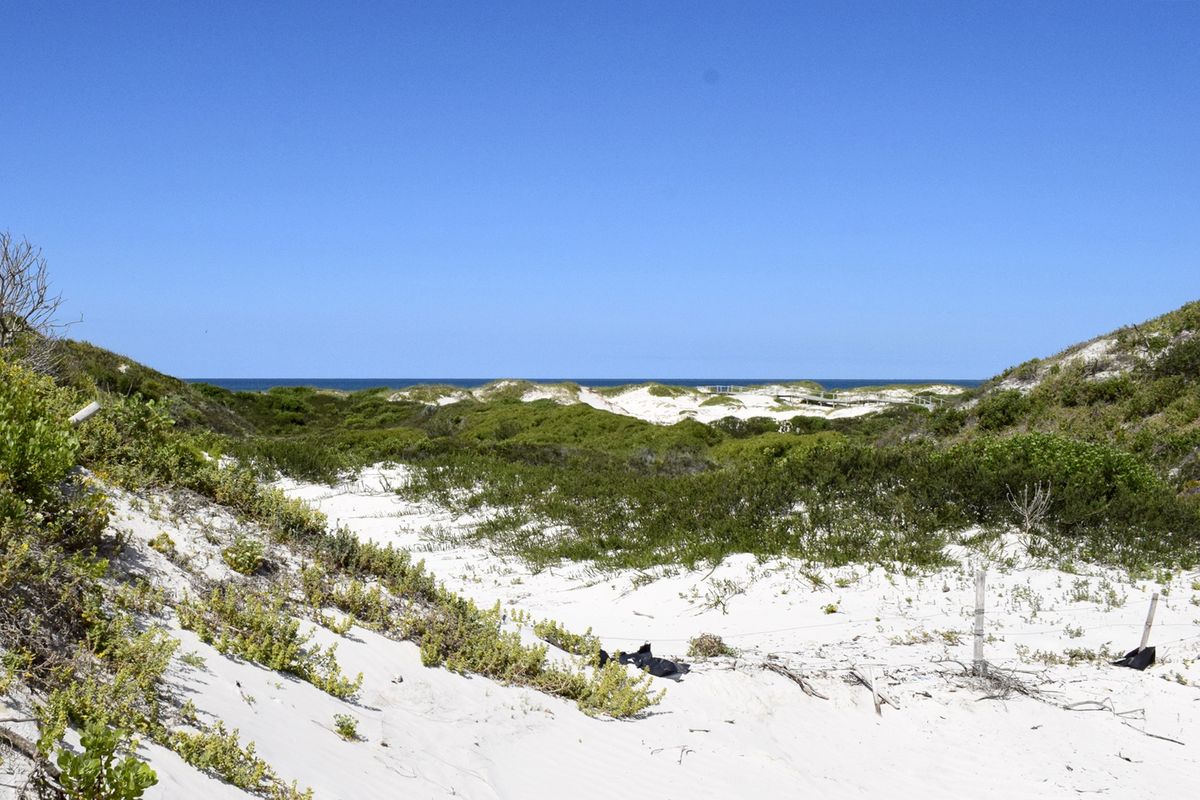 A scenic view of coastal sand dunes and native vegetation leading towards the ocean horizon.