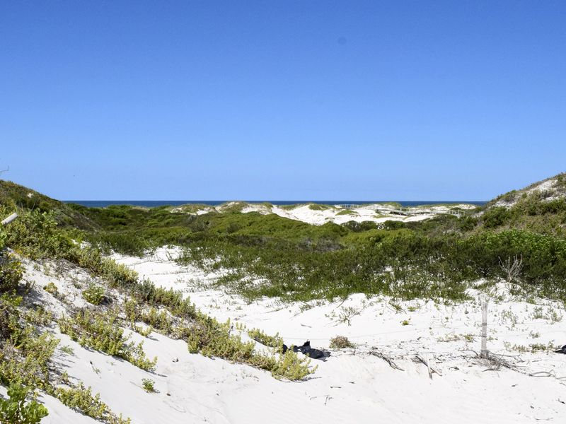 A scenic view of coastal sand dunes and native vegetation leading towards the ocean horizon.