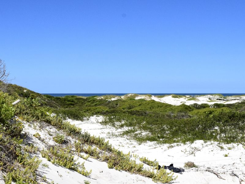 A scenic view of coastal sand dunes covered in native vegetation, leading towards the ocean horizon under a clear blue sky.