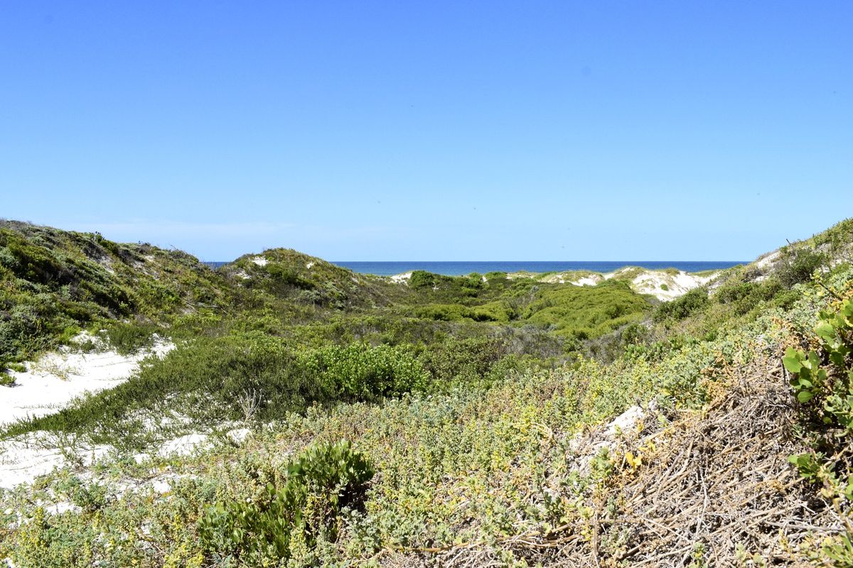 A scenic view of natural coastal dunes and native vegetation leading towards the ocean horizon.