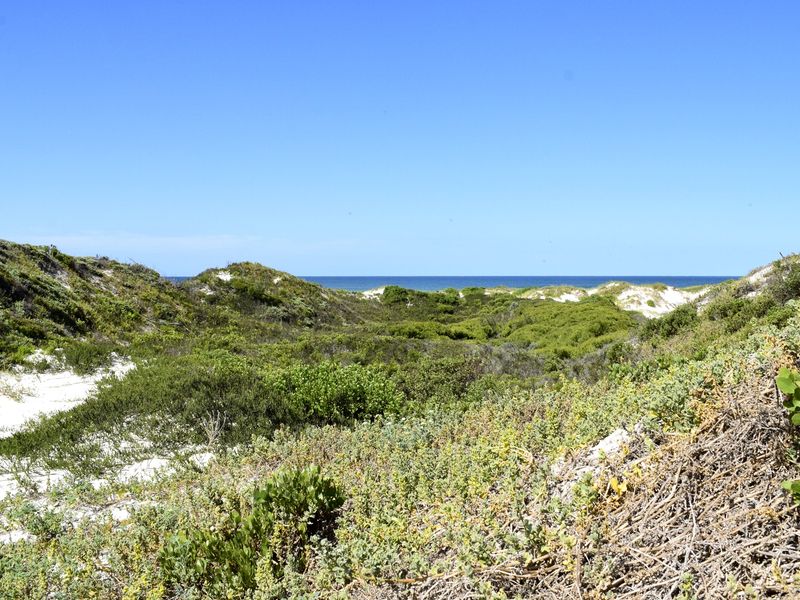 A scenic view of natural coastal dunes and native vegetation leading towards the ocean horizon.