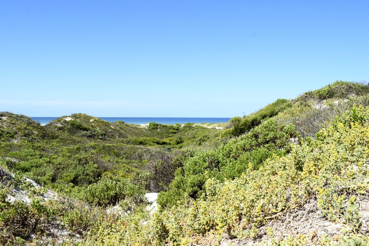 A scenic view of natural coastal vegetation and sand dunes overlooking the ocean.