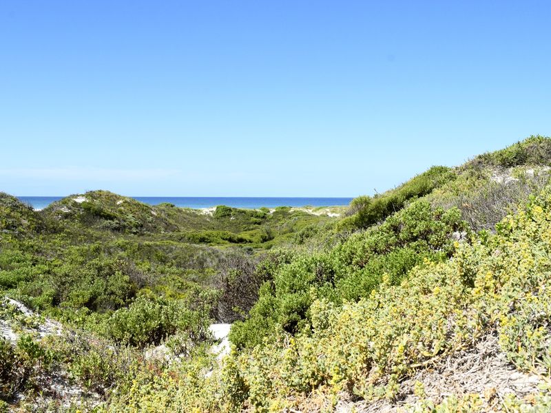 A scenic view of natural coastal vegetation and sand dunes overlooking the ocean.