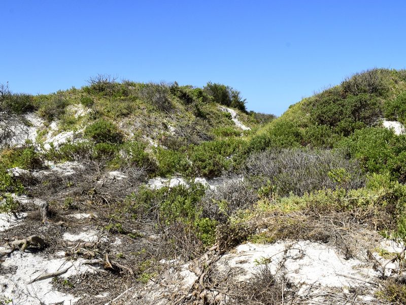 A view of natural coastal sand dunes covered with native vegetation under a clear blue sky.