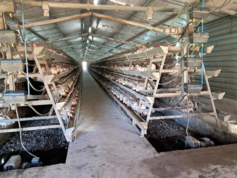 Industrial poultry farming facility featuring multi-tiered battery cage systems with integrated automated feeding and watering infrastructure.