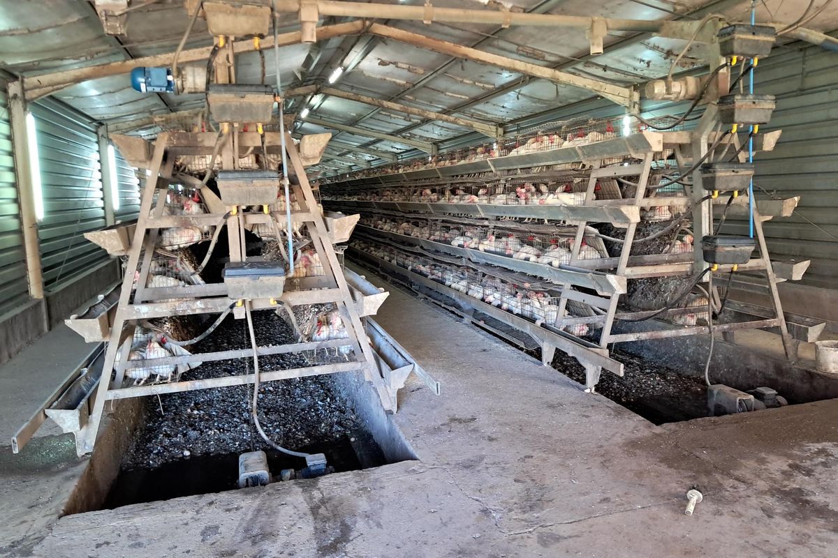 Industrial poultry farming facility featuring automated battery cage systems, concrete flooring, and integrated feeding infrastructure within a large metal-clad shed.