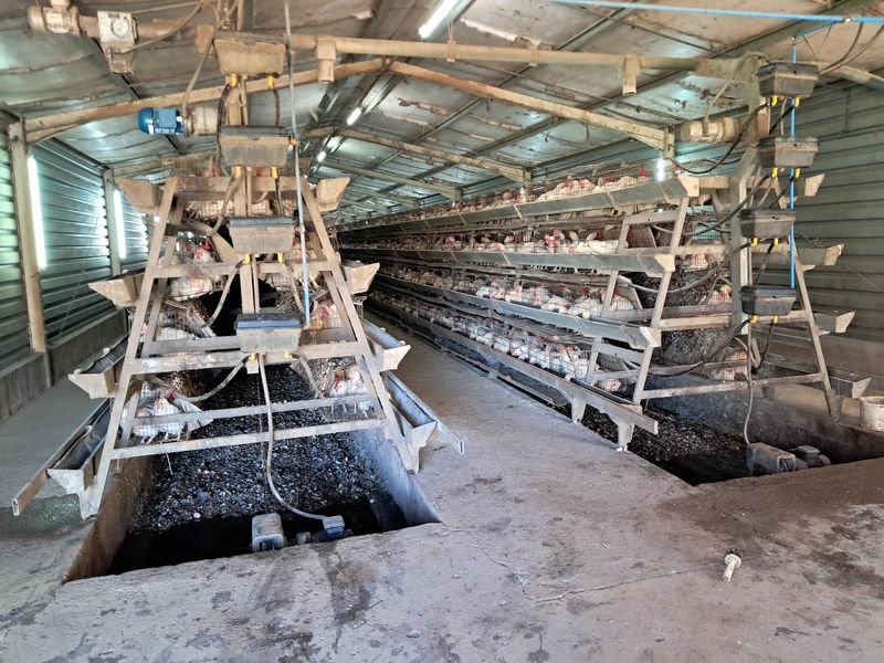 Industrial poultry farming facility featuring automated battery cage systems, concrete flooring, and integrated feeding infrastructure within a large metal-clad shed.